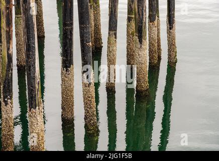 Reflet des pillages en bois de la jetée dans l'océan froid à Icy Strait point en Alaska, le jour nuageux Banque D'Images