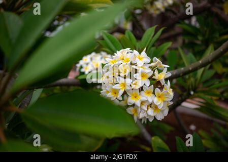 Fleurs de Plumeria ou fleurs de frangipani. Symbole du spa Banque D'Images