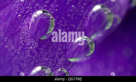 Fleur de lilas de beaux pétales avec de petites bulles d'air. Films. Pétales de fleurs violets fleuris sous l'eau Banque D'Images