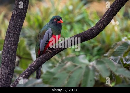 Oiseau mâle de trogon à queue de Slaty perché image prise au Panama Banque D'Images