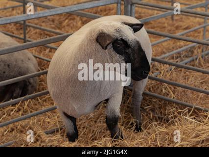 Les moutons noirs et blancs se tenaient dans un enclos de foin en regardant du côté gauche Banque D'Images