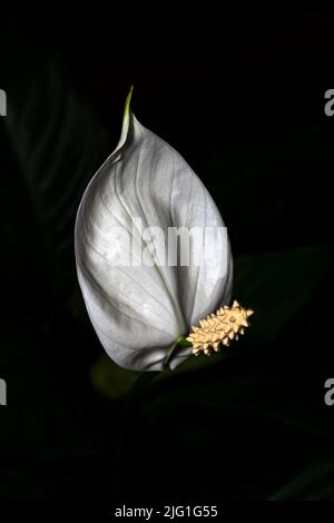 Fleur de nénuphars sur fond sombre Banque D'Images