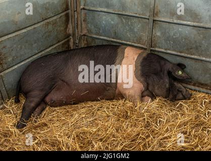 Le cochon de Saddleback s'endormit rapidement dans un stylo de porc dans la paille propre penchée contre les côtés Banque D'Images