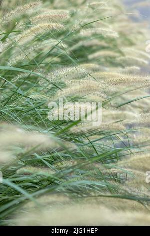 Fleurs Reed palpitations dans le vent sur une fin d'après-midi Banque D'Images