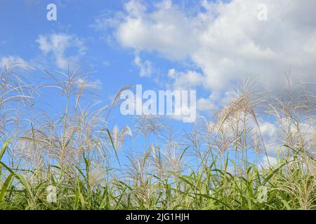 Les fleurs de roseau flottent dans le vent contre le ciel bleu et les nuages blancs Banque D'Images