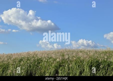 Les fleurs de roseau flottent dans le vent contre le ciel bleu et les nuages blancs Banque D'Images