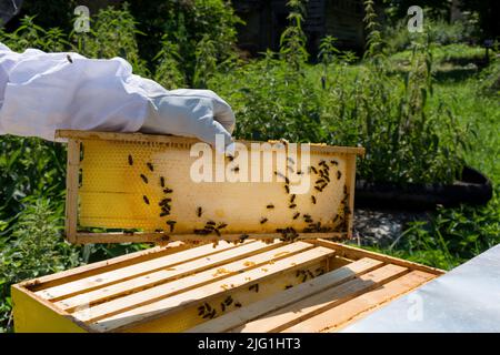 Le gardien de but tient le cadre de la ruche d'abeille à la main avec du miel le jour d'été. Les abeilles boucharnent le miel sur un cadre. Concept d'apiculture. Gros plan, espace de copie Banque D'Images