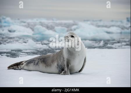 Crabodon de phoque carcinophagus près de l'Antarctique de l'île de Detaille Banque D'Images