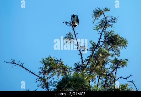 A Magpie-Lark (Grallina cyanoleuca) sur un arbre à Sydney, Nouvelle-Galles du Sud, Australie (photo de Tara Chand Malhotra) Banque D'Images