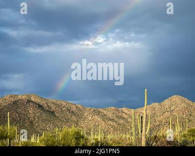 Arc-en-ciel sur les montagnes de Tucson et les saguaros Banque D'Images