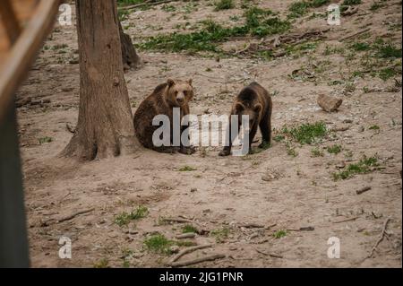 Deux ours bruns jouent l'un avec l'autre dans la forêt Banque D'Images