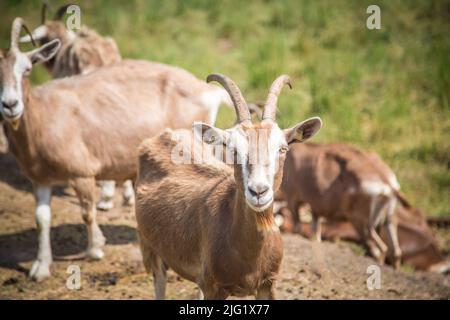 Un troupeau de chèvres Togggenburger, une race de chèvres laitières de Suisse Banque D'Images