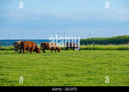 Vaches écossaises dans le pâturage.vaches écossaises des Highlands .vaches de hautes terres de Furry se broutent sur le pré vert. Banque D'Images