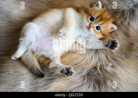 Le chaton repose sur son ventre sur un tapis de laine marron. Le Golden British Shorthair se trouve confortablement en position allongée, vue d'en haut. Très nic Banque D'Images