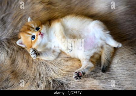 Le chaton repose sur son ventre sur un tapis de laine marron. Golden British Shorthair se blottir en décubitus dorsal, vue de dessus d'un pedigre très agréable et mignon Banque D'Images