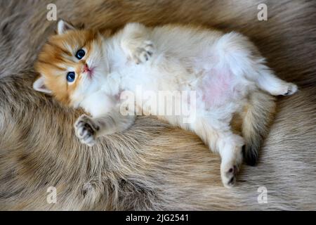 Le chaton repose sur son ventre sur un tapis de laine marron. Le Golden British Shorthair se trouve confortablement en position allongée, vue d'en haut. Très nic Banque D'Images