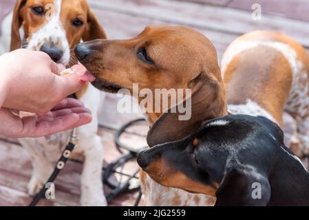 Trois dachshunds pygmées à pois mignons qui renifle la main d'une personne. Photo de haute qualité Banque D'Images