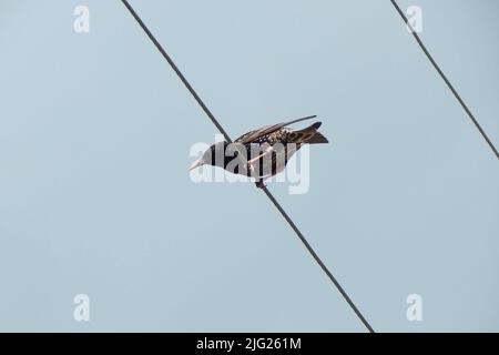 L'étoile se trouve sur des fils électriques, contre l'arrière-plan du ciel. Photo de haute qualité Banque D'Images