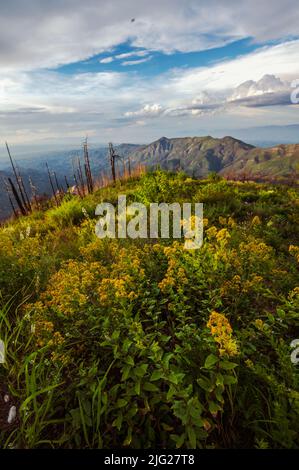 Les fleurs sauvages poussent au sommet du mont Lemmon en Arizona après un incendie de forêt dévastateur Banque D'Images