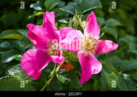 Gros plan de la fleur de la rose de Californie avec des feuilles vertes de fond bokeh. Mise au point sélective. Personne. Banque D'Images