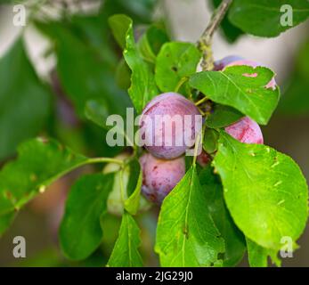 Gros plan de prunes violettes poussant sur une branche de prunier verte dans un jardin d'accueil. Détail de texture d'un groupe de fruits sains et doux accrochés d'un vibrant Banque D'Images