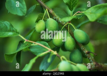 Gros plan de prunes européennes poussant sur un arbre dans un jardin avec bokeh. Zoomez sur les détails de nombreux fruits ronds verts accrochés à une branche en harmonie avec Banque D'Images