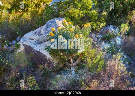 Des buissons jaunes et verts luxuriants qui poussent parmi les rochers de Table Mountain, le Cap, en Afrique du Sud. Flore et plantes dans un calme, calme, serein, calme Banque D'Images