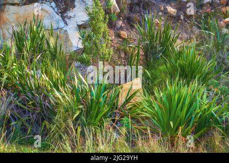 Buissons et arbustes verts luxuriants qui poussent parmi les rochers de Table Mountain, le Cap, en Afrique du Sud. Flore et plantes dans un calme, calme, serein, calme Banque D'Images