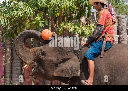 Village d'éléphants, spectacle d'éléphants, représentation, Surin, ISAN(Isaan), Thaïlande, Asie du Sud-est, Asie Banque D'Images