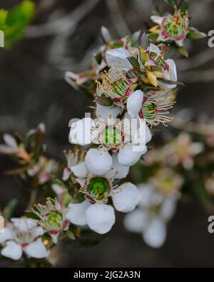 Leptospermum Turbinatum Banque D'Images