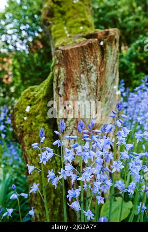 Blue Forget Me nits poussant à la base d'un arbre dans un beau jardin ou une forêt. Une vue sur les petites vivaces dans une forêt à feuilles persistantes avec du vert frais Banque D'Images