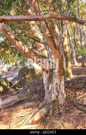 Forêt d'eucalyptus poussant dans un pré rocheux sur une colline en Afrique du Sud. Paysage d'un bouleau avec écorçage dans les bois cultivés Banque D'Images