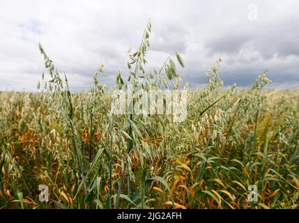 Odessa, Ukraine. 23rd juin 2022. Des épis d'avoine poussent dans un champ dans la région d'Odesa, dans le sud de l'Ukraine. Alors que l'invasion russe se poursuit en Ukraine, plus de 20 millions de tonnes de céréales ukrainiennes ont été bloquées dans les ports ukrainiens, dont une part importante était destinée au Programme alimentaire mondial de l'ONU, selon les médias locaux. (Credit image: © Pavlo Gonchar/SOPA Images via ZUMA Press Wire) Banque D'Images