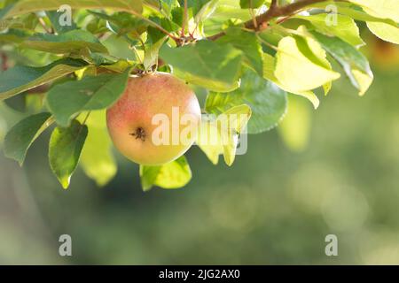 Une pomme juteuse poussant sur un arbre dans un verger en plein air avec copyspace. Délicieux fruits mûrs prêts à être cueis pour la récolte sur une branche. Pur organique Banque D'Images