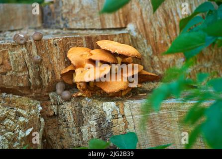 Gros plan de champignons porcini sauvages qui poussent sur une souche d'arbre dans une forêt luxuriante organique. Plantes en croissance et floraison dans un écologique et durable Banque D'Images