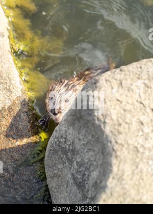 Animal sauvage Muskrat, Ondatra zibethicuseats, se trouve sur la rive de la rivière. Rat musqué, Ondatra zibethicus, rongeur d'eau dans l'habitat naturel. Banque D'Images