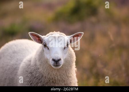 Portrait d'un petit mouton blanc debout sur des terres agricoles écologiques durables au Danemark, à la campagne. Un agneau blanc relaxant et paître dans un luxuriant Banque D'Images