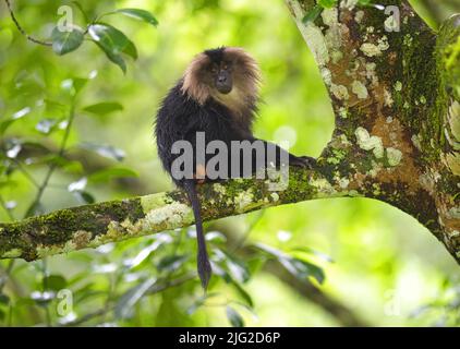 Macaque à queue de lion assis sur un portrait de branche Banque D'Images