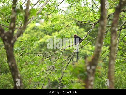 Nilgiri Langur assis sur une branche et regardant Banque D'Images