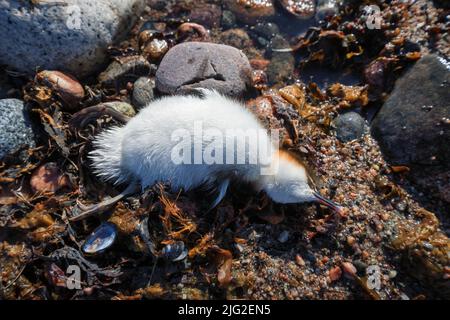 Un poussin mort sur l'île de Sandön, Kemiönsaari, Finlande Banque D'Images