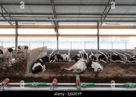 un lieu de repos confortable pour les vaches laitières dans une ferme moderne Banque D'Images