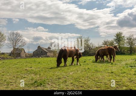 Chevaux de trait dans la prairie des Cévennes, Occitania, France Banque D'Images