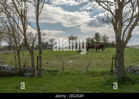 Chevaux de trait dans la prairie des Cévennes, Occitania, France Banque D'Images