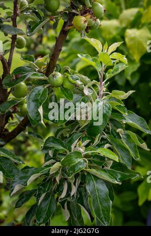 Branche avec de petites poires poussant sur un arbre. Les fruits de la poire. Banque D'Images