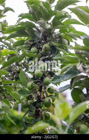 Branche avec de petites poires poussant sur un arbre. Les fruits de la poire. Banque D'Images