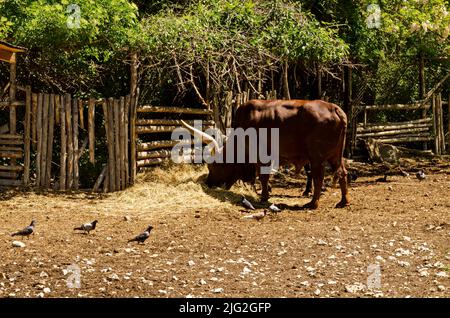 African brown bull Watusi Ankole watusi Bos taurus, ou Ankole Longhorn reste dans l'ombre, Sofia, Bulgarie Banque D'Images