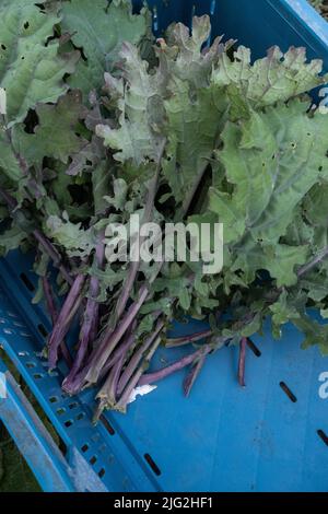 Pays-Bas, Amsterdam, le 2020-08-31. Rapport sur partager les jardins et l'agriculture urbaine à Amsterdam. Ici de Stadsgroenteboeren qui grandissent plus de 6 Banque D'Images