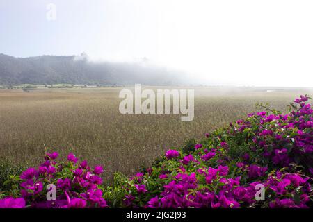 Matin brumeux avec des fleurs roses Banque D'Images