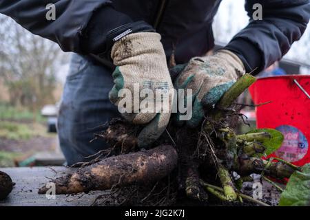 Pays-Bas, Amsterdam, le 2020-12-09. Rapport sur les jardins partagés et l'agriculture urbaine à Amsterdam. Ici, Anna's Tuin & Ruigte qui est un permacultu Banque D'Images