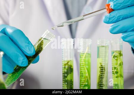 Équipe de chercheurs scientifiques travaillant la recherche et les sciences de la biotechnologie Photobioréacteur en laboratoire de combustible d'algues, biochimique durable de biocarburant Banque D'Images